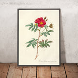 Rose (Rosa Redutea Rubescens) by Pierre Joseph Redouté, 1817