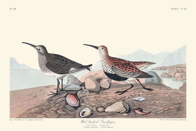 Rotrückenstrandläufer von John James Audubon, 1827