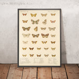 Moths (Lepidoptera-Heterocera, Plate 42) by Frederick DuCane Godman, 1879