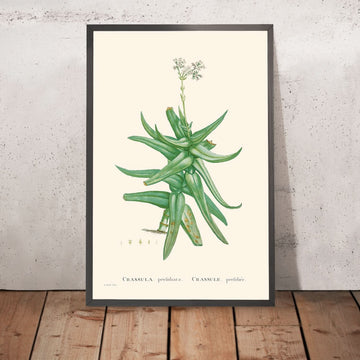 Crassula a foglia falcata di Pierre-Joseph Redouté, 1802 