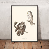 La chouette de Tengmalm par John James Audubon, 1827 