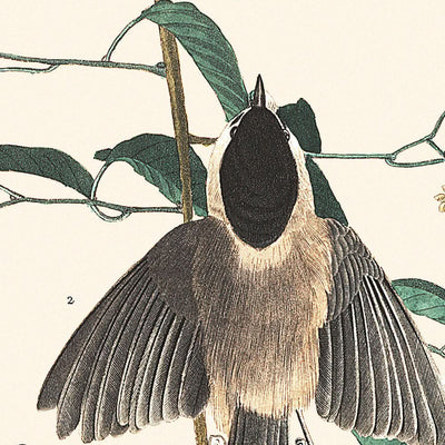 Carolina Titmouse by John James Audubon, 1827