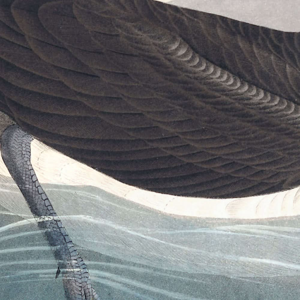 "Dusky Petrel von John James Audubon, 1827"