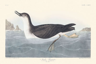 Manks Shearwater von John James Audubon, 1827