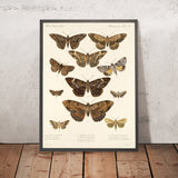 Moths (Lepidoptera-Heterocera, Plate 32) by Frederick DuCane Godman, 1879