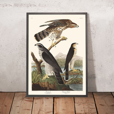 Goshawk and Stanley Hawk by John James Audubon, 1827