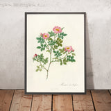 Wild Rose (Rosa dumetorum) by Pierre Joseph Redouté, 1817