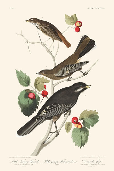 Kleine Walddrossel, Ptiliogony's Townsendi Kanadahäher, von John James Audubon 1827