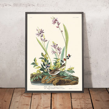 Field Sparrow by John James Audubon, 1827
