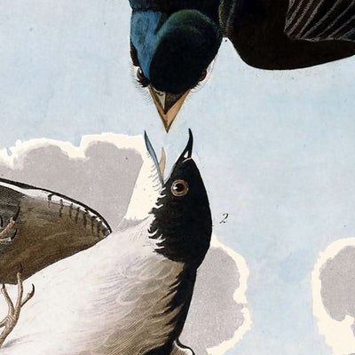 Weißbauchschwalbe von John James Audubon, 1827