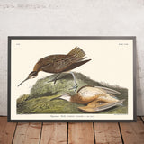 Esquimaux-Kurzbiss von John James Audubon, 1827 
