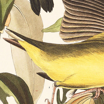 "Reinita de Connecticut, por John James Audubon, 1827"