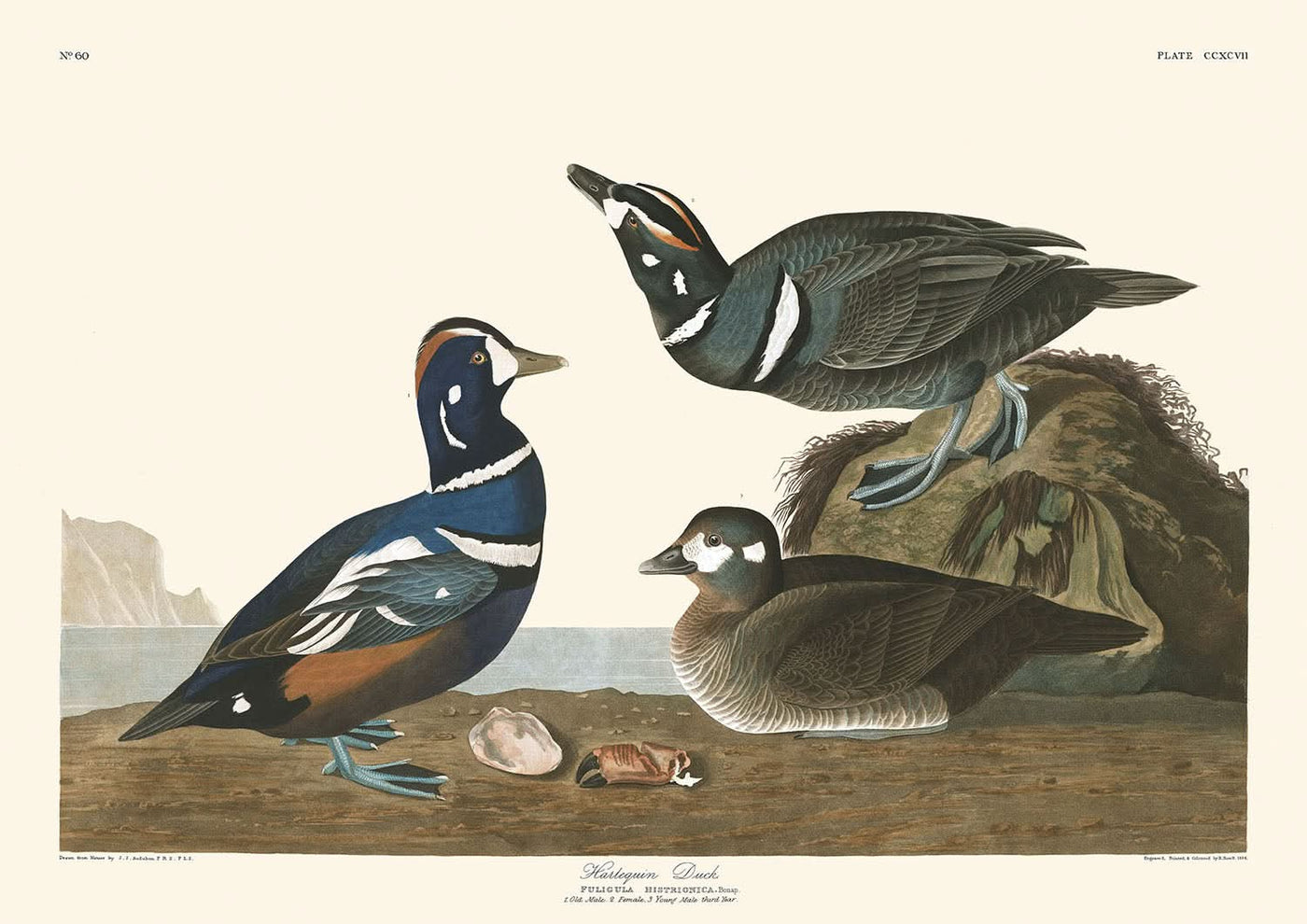 Le Canard Arlequin de John James Audubon, 1827