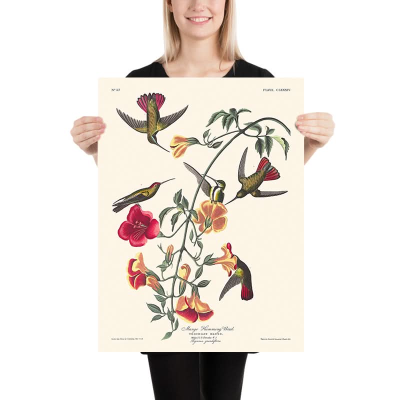 Colibrì Mango di John James Audubon, 1827 