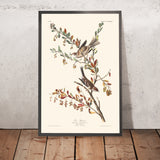 Gorrión arbóreo de John James Audubon, 1827 