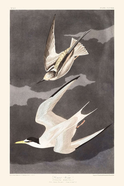 Zwergseeschwalbe von John James Audubon, 1827