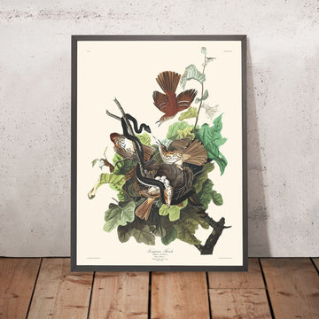 Tordo ferruginoso di John James Audubon, 1827 