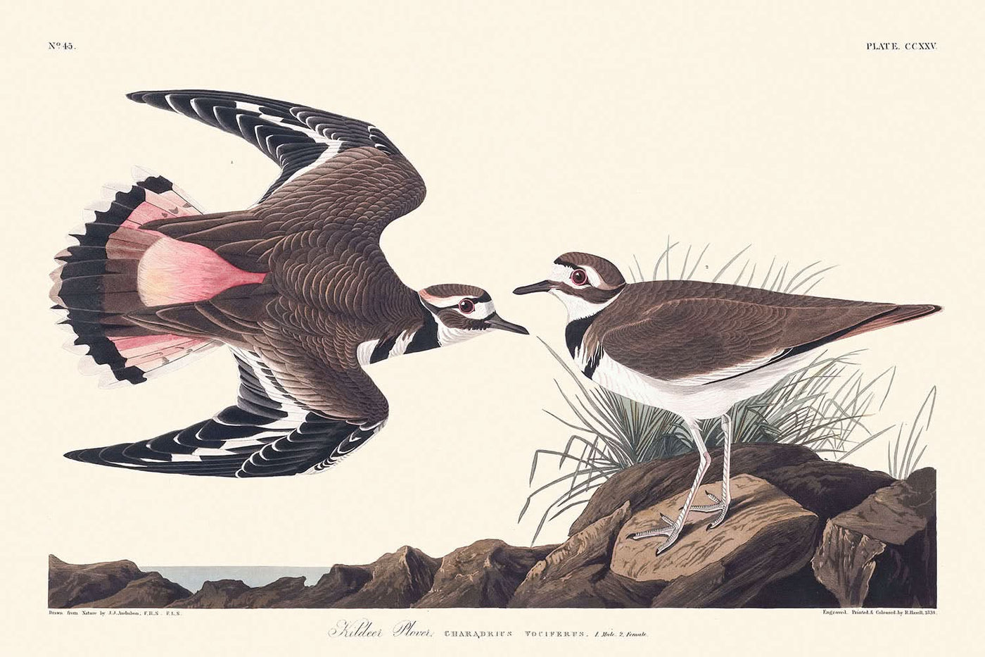 Kildeer-Regenpfeifer von John James Audubon, 1827