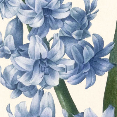 Oriental Hyacinth by Pierre-Joseph Redouté, 1827