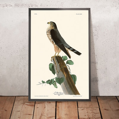 Le Petit Caporal (Merlin) by John James Audubon, 1827