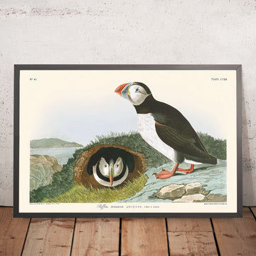 Puffin by John James Audubon, 1827