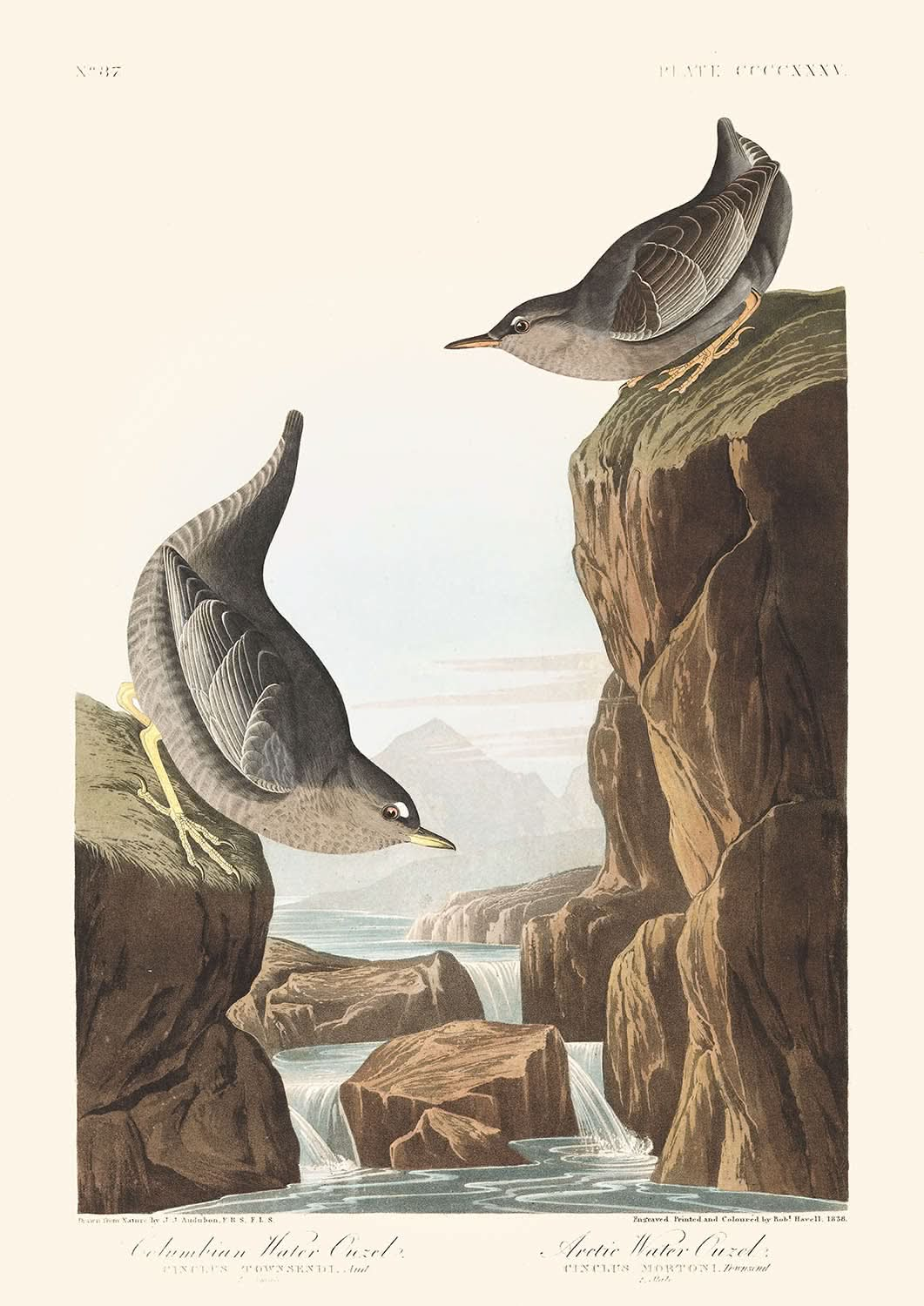 Columbian Water Ouzel, or Arctic Water Ouzel by John James Audubon, 1827