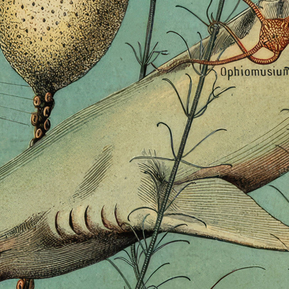 Oceanography by Adolphe Millot 1890