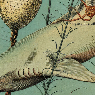 Oceanography by Adolphe Millot 1890