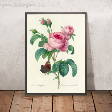 A framed image of Cabbage Rose (Rosa centifolia, Plate 88) by Pierre Joseph Redouté, 1827