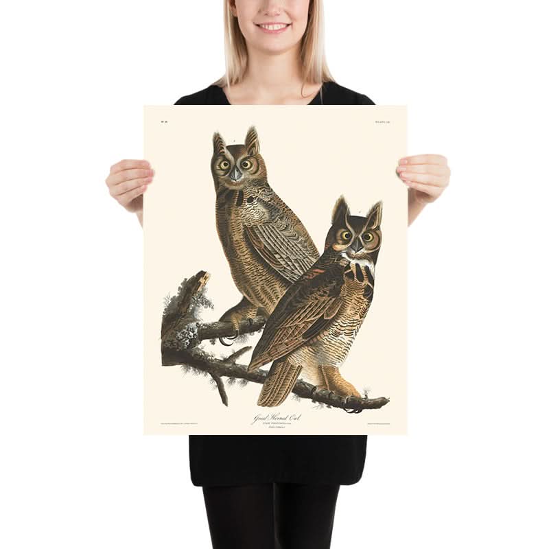 Gufo cornuto maggiore di John James Audubon, 1827 