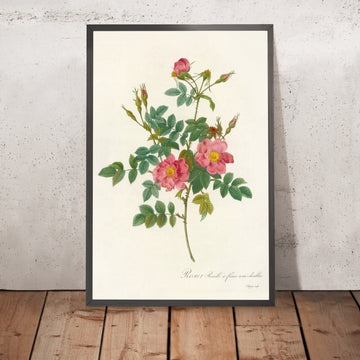 A framed image of Sweet Briar Rose (Rosa rubiginosa) by Pierre Joseph Redouté, 1817