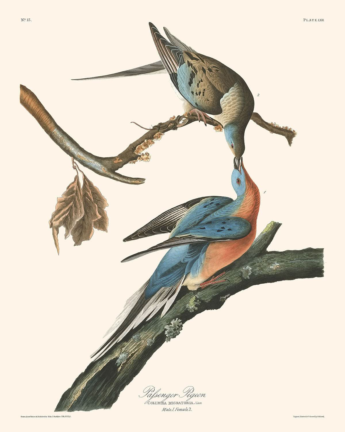 Wandertaube von John James Audubon, 1827