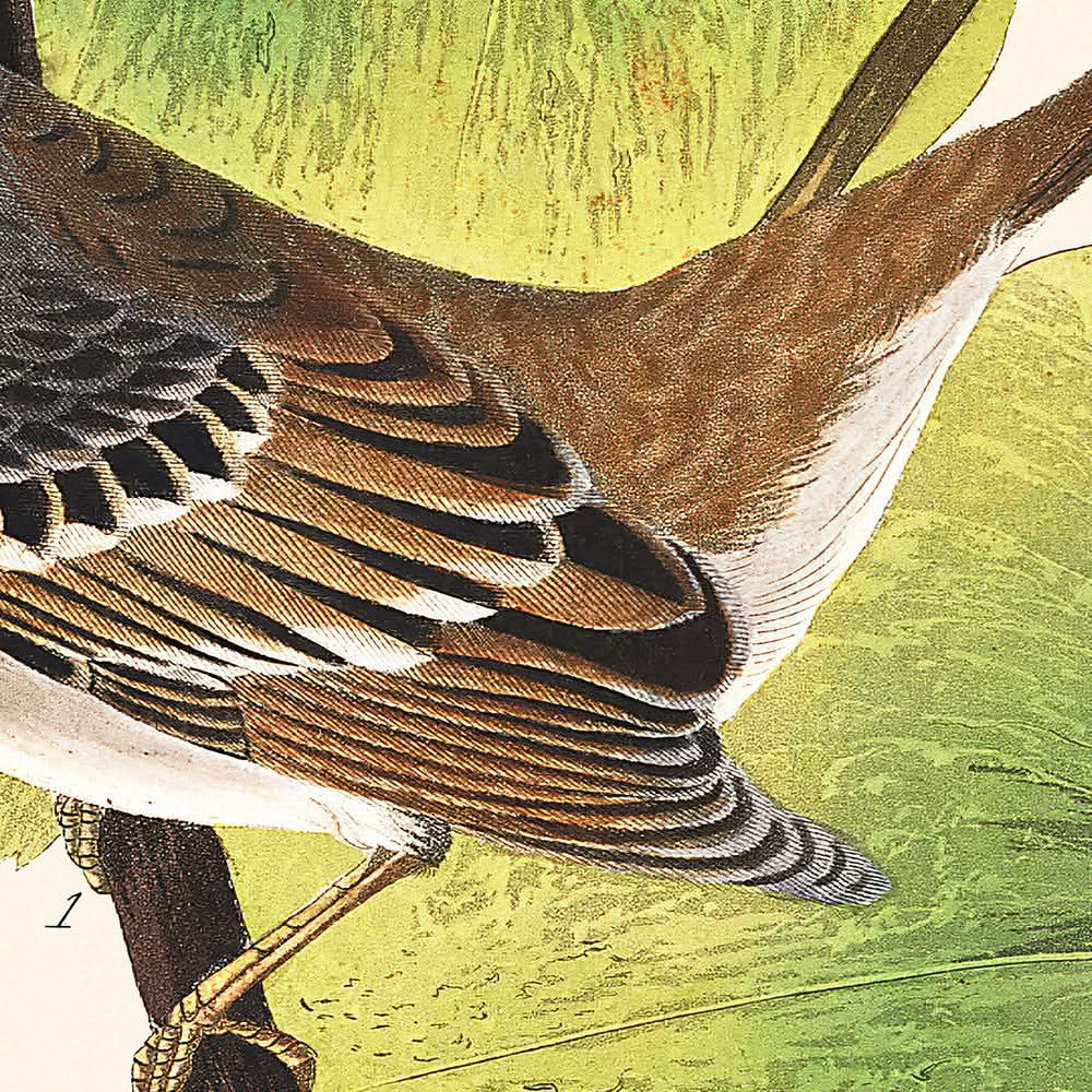 Weißkronensperling von John James Audubon, 1827