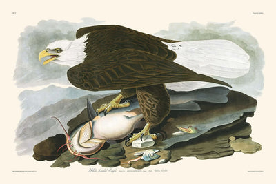 Águila de cabeza blanca, de John James Audubon, 1827