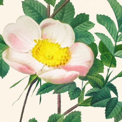 Rosa Candolleana Elegans by Pierre-Joseph Redouté, 1817