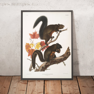 A framed image of 