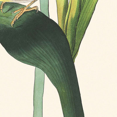 Vigors Vireo by John James Audubon, 1827