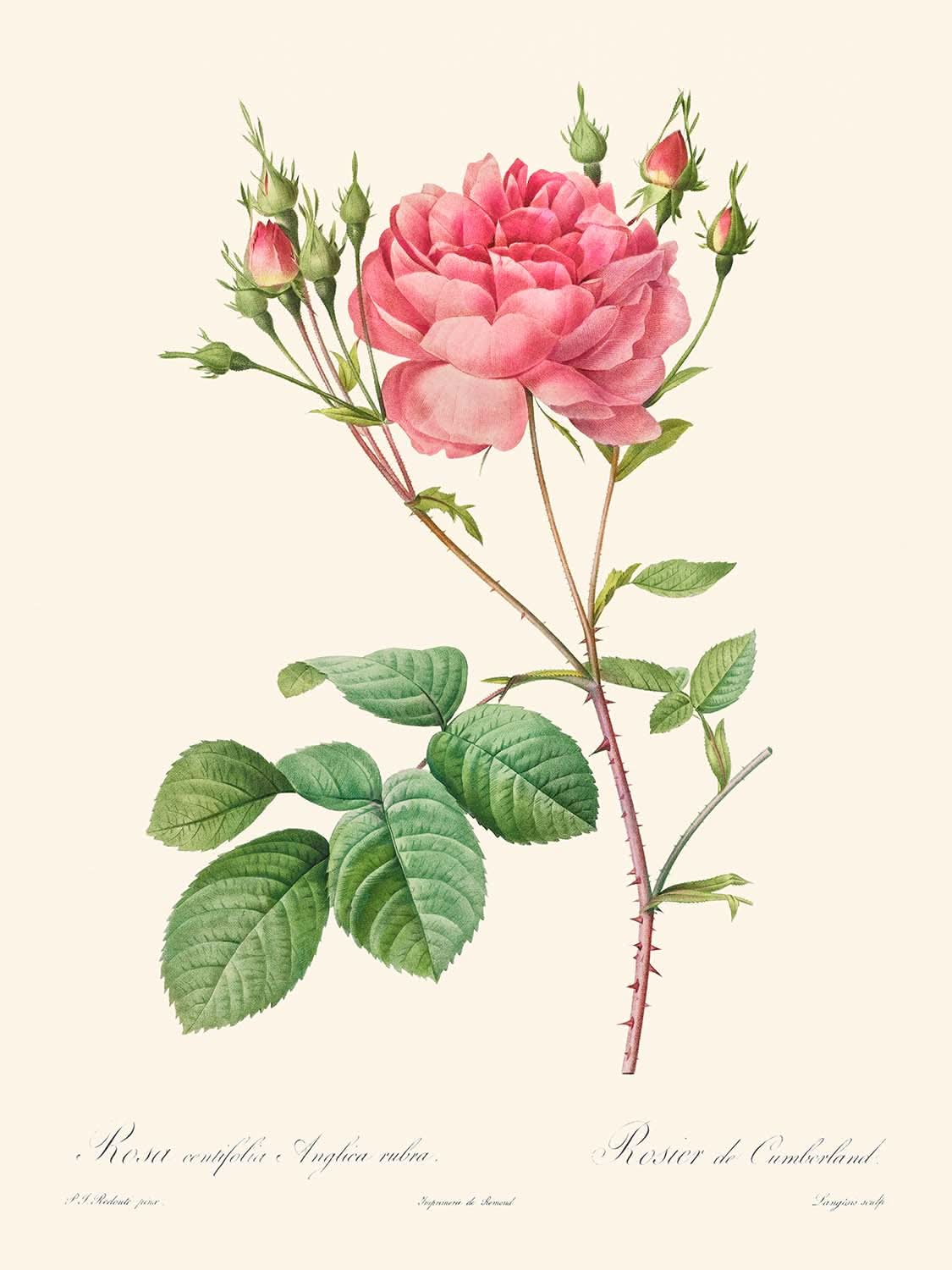 Rosa Centifolia Anglica Rubra von Pierre-Joseph Redouté 1817