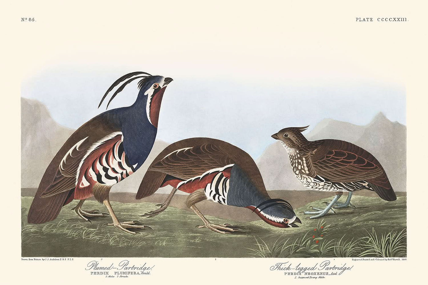 Gefiedertes Rebhuhn und Dickbeiniges Rebhuhn von John James Audubon, 1827