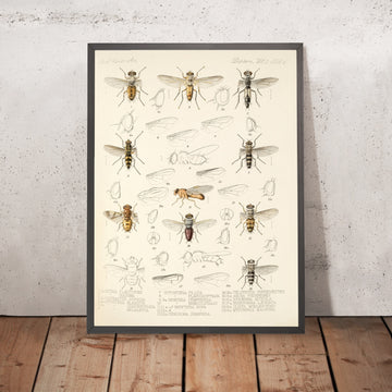 A framed image of 