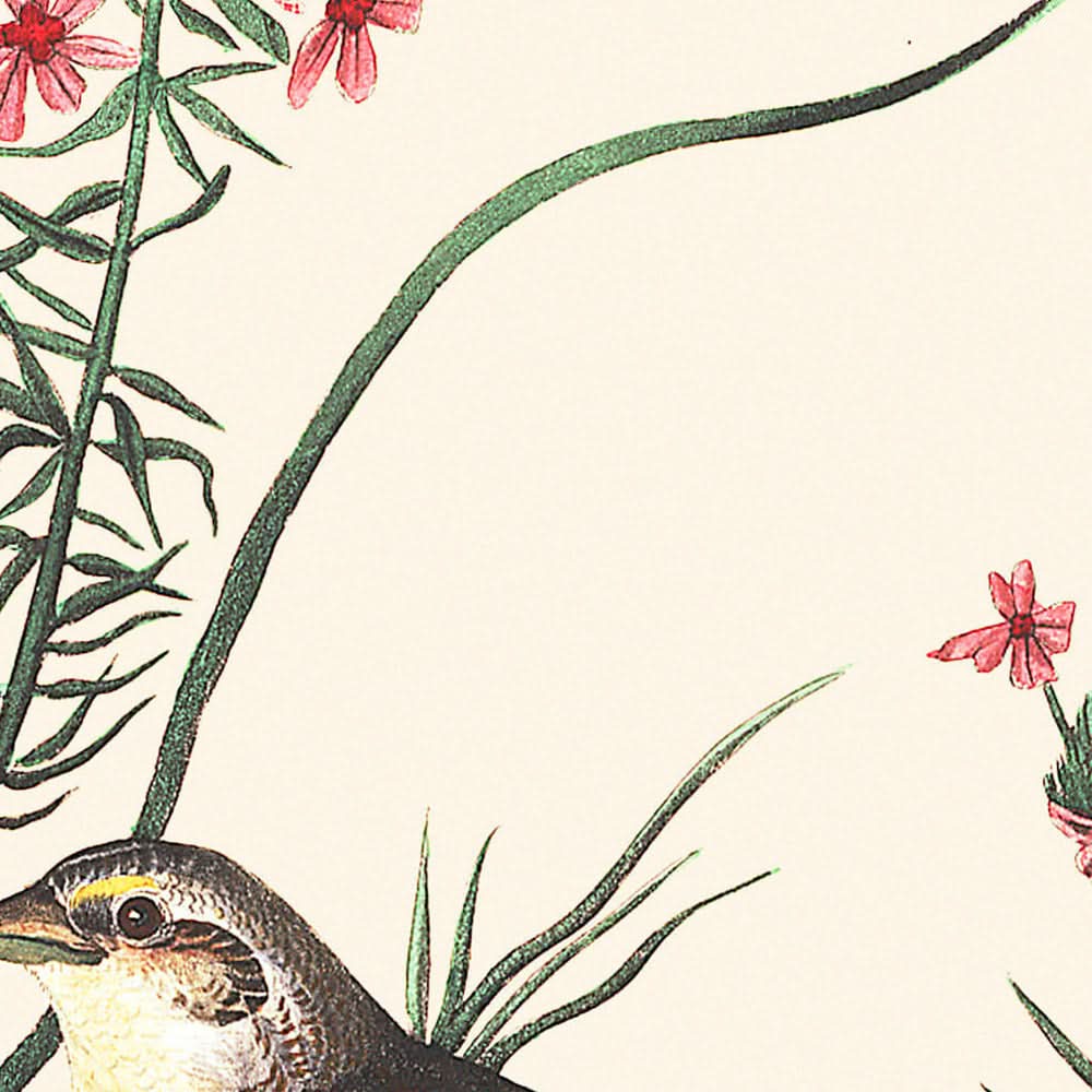 Yellow-winged Sparrow by John James Audubon, 1827