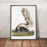 Large-tailed Skunk (Mephitis macroura) by John Woodhouse Audubon, 1845