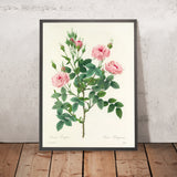 Pompon Rose (Rosa pomponia, Plate 101) by Pierre Joseph Redouté, 1827