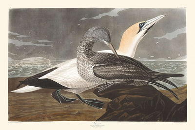 Tölpel von John James Audubon, 1827