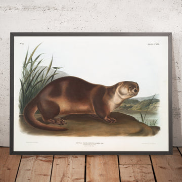 A framed image of 