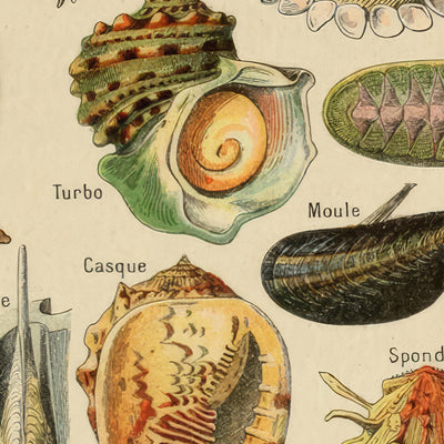 Molluscs, Worms, Echinodermes and Jellyfish by Adolphe Millot 1890
