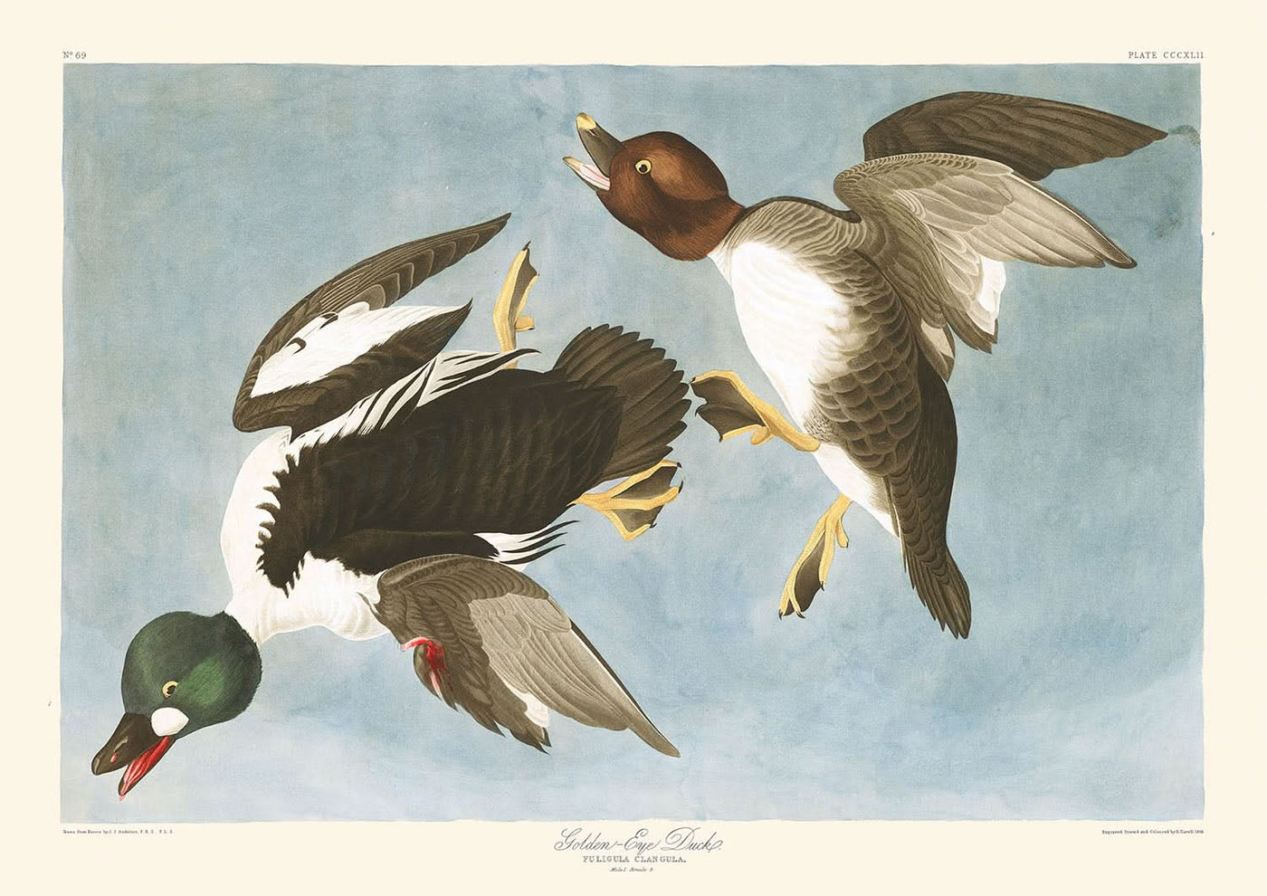 Golden-Eye Duck (Plate 342) by John James Audubon, 1827