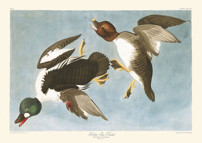 Canard aux yeux d'or (planche 342) par John James Audubon, 1827