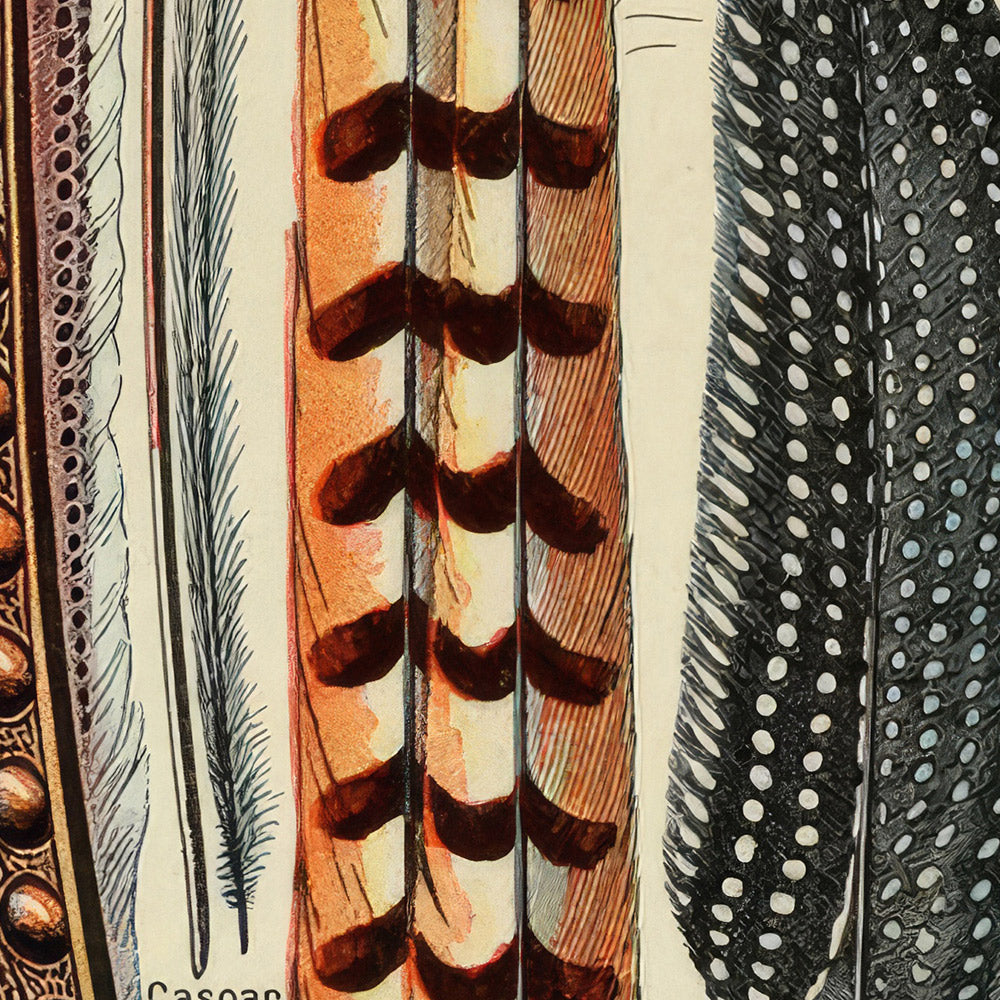 Feathers by Adolphe Millot, 1890