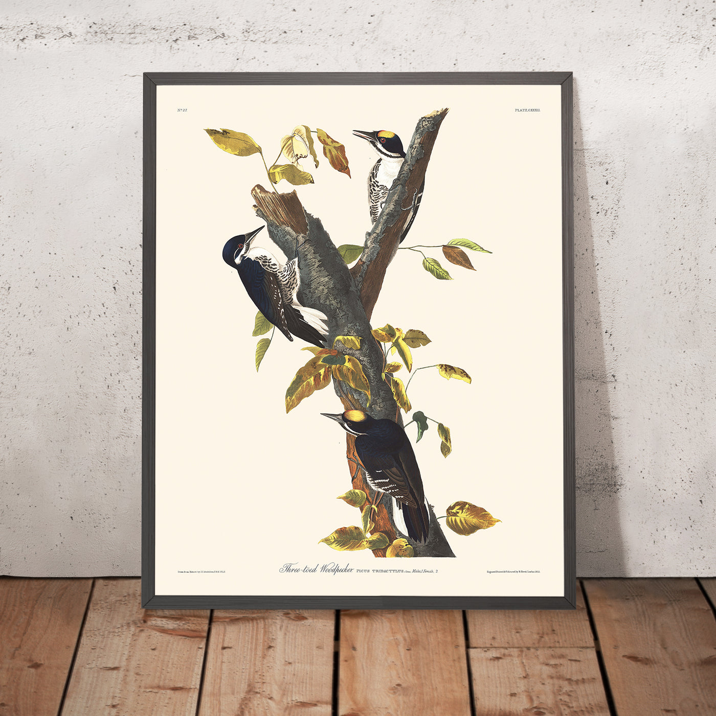 A framed image of Three-toed Woodpecker by John James Audubon, 1827